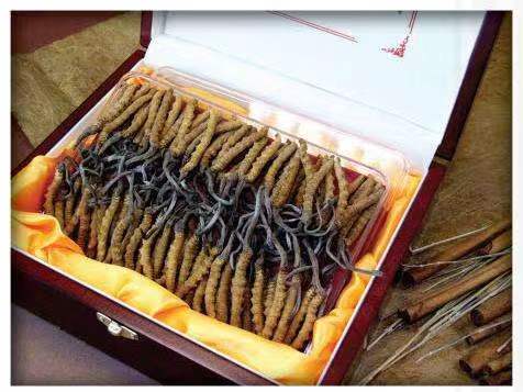 弋阳冬虫夏草回收